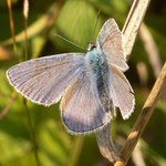 ..podzimní parádník..