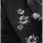 hřbitovní kvítí u židovského náhrobku