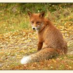 Liška, Rondane 2006
