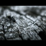 chtel se ostrým stááát...