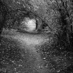 Kdo by se v lese bál...