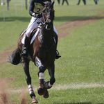 az se za kopyty prasi