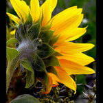 chytání posledních letních paprsků