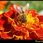 Sweet landing