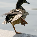 Aj na jednej nohe sa to dá.