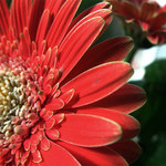 gerbera