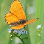 Ohniváčik veľký(Licaena dispar)