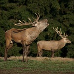 Kdo je tady pánem ?