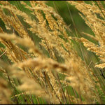 Farby pozdného leta