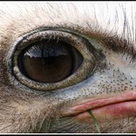 A dál si žužlal trávu