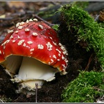 Trochu kýče snad neuškodí.