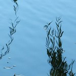 vyprávění o vílách..