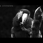 ara - zoo praha