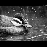 kachna - zoo praha