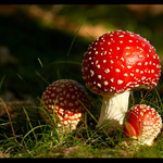 tak trošku jedovatý půvab