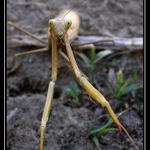 Chorvatská kudlanka