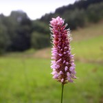 Horská louka I.
