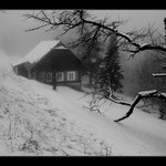 Smutné obrázky letošní zimy II.