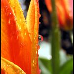 Schovávám se v kapičce...