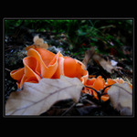 Podivný plod lesa...