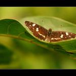  v  zelených dunách