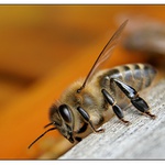 včela na hraně úlu