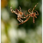 rvačka dvou pavouků