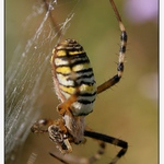 křížák proužkovaný a muška v kusadlech