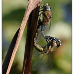 podzimní vážky v akci