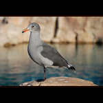 Ptak s oranzovym zobakem