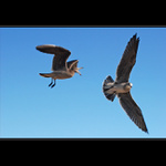 Kde si zase celou noc lital?