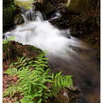 prunéřovský potok