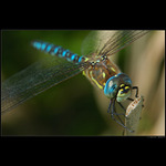 Aeshna mixta...