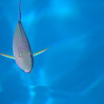Parrot Fish