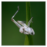 Tady vyskočil kůň z kůže