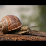 Hlemýžď zahradní