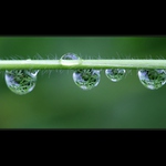 Water drops
