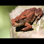 Ropušák na vyhlídce