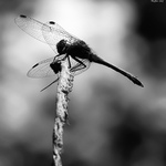 Vážka trochu jinak