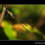 ...šídlatka maskovaná...