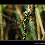 ...Aeshna mixta...