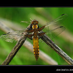 ...támhle vpravo...