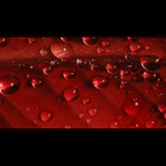 *** Kouzlení s listy V. ***