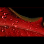 *** Kouzlení s listy VI. ***