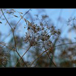 *do blankytu zahalené*