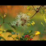 *do podzimu zahalené*