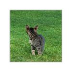 *hádej, kdo tam...*