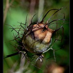 Začarovaná makovice