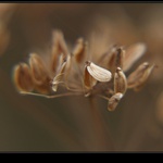 podzimní miniatury (2)