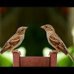 BOŽKO, KAM ZMIZEL PEPA?